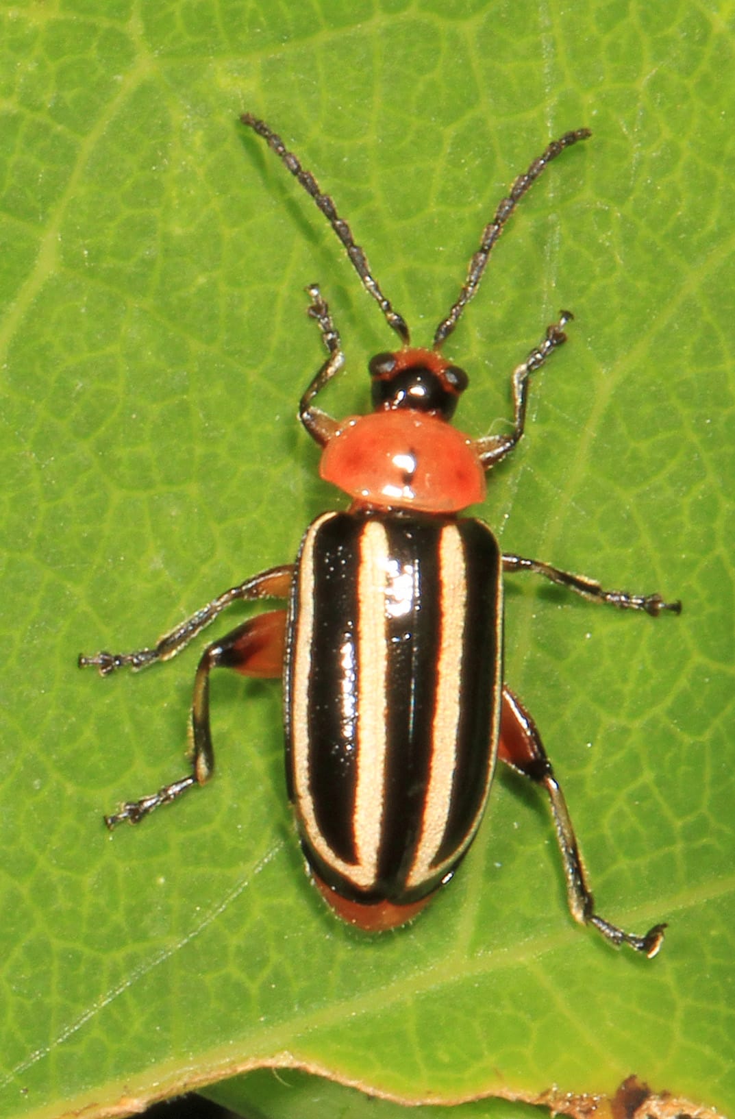 pigweed flea beetle disonycha glabrata, jackson abbott wetlands, ft. belvoir, virginia (25916878308) pigweed flea beetle disonycha glabrata, jackson abbott wetlands, ft. belvoir, virginia (25916878308)