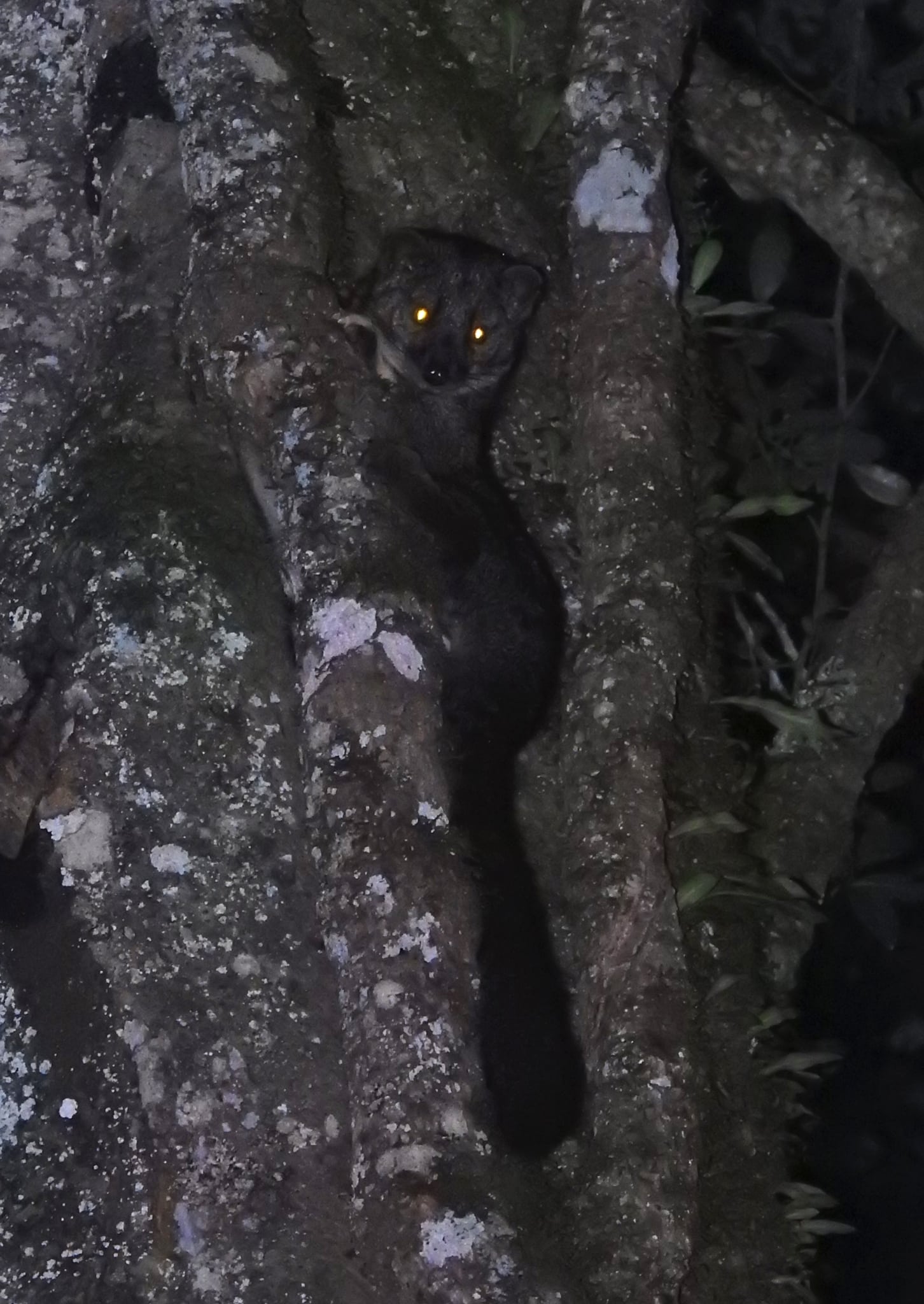 african palm civet imported from inaturalist photo 353974751 on 3 august 2024