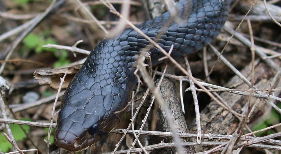texas indigo snake