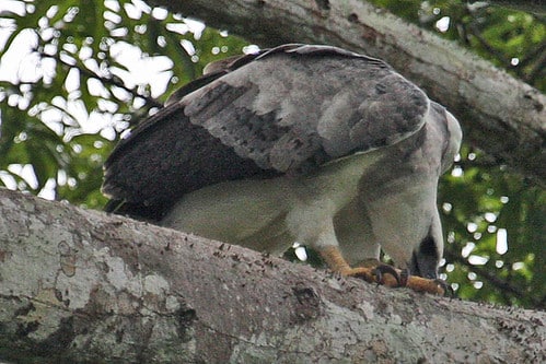 030201 img 1730 harpy eagle (harpia harpyja)