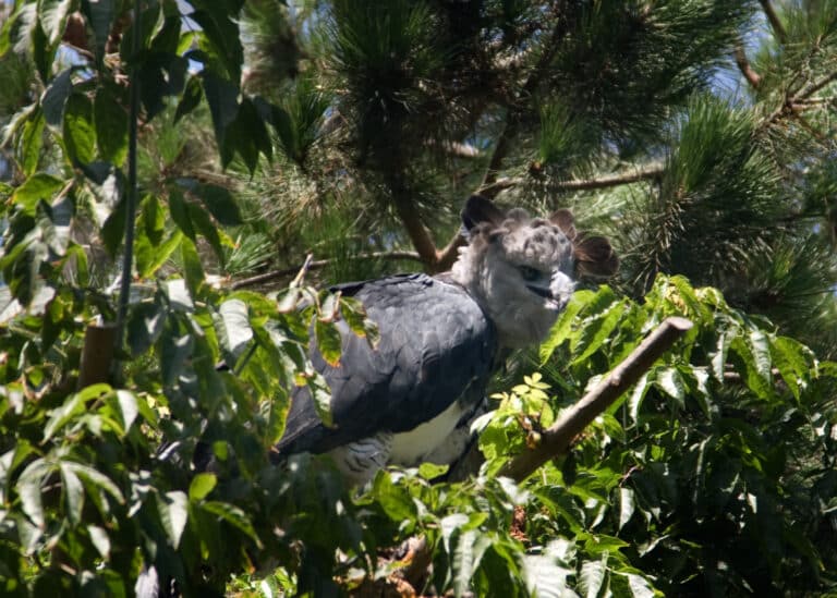 harpia harpyja san diego zoo 8b