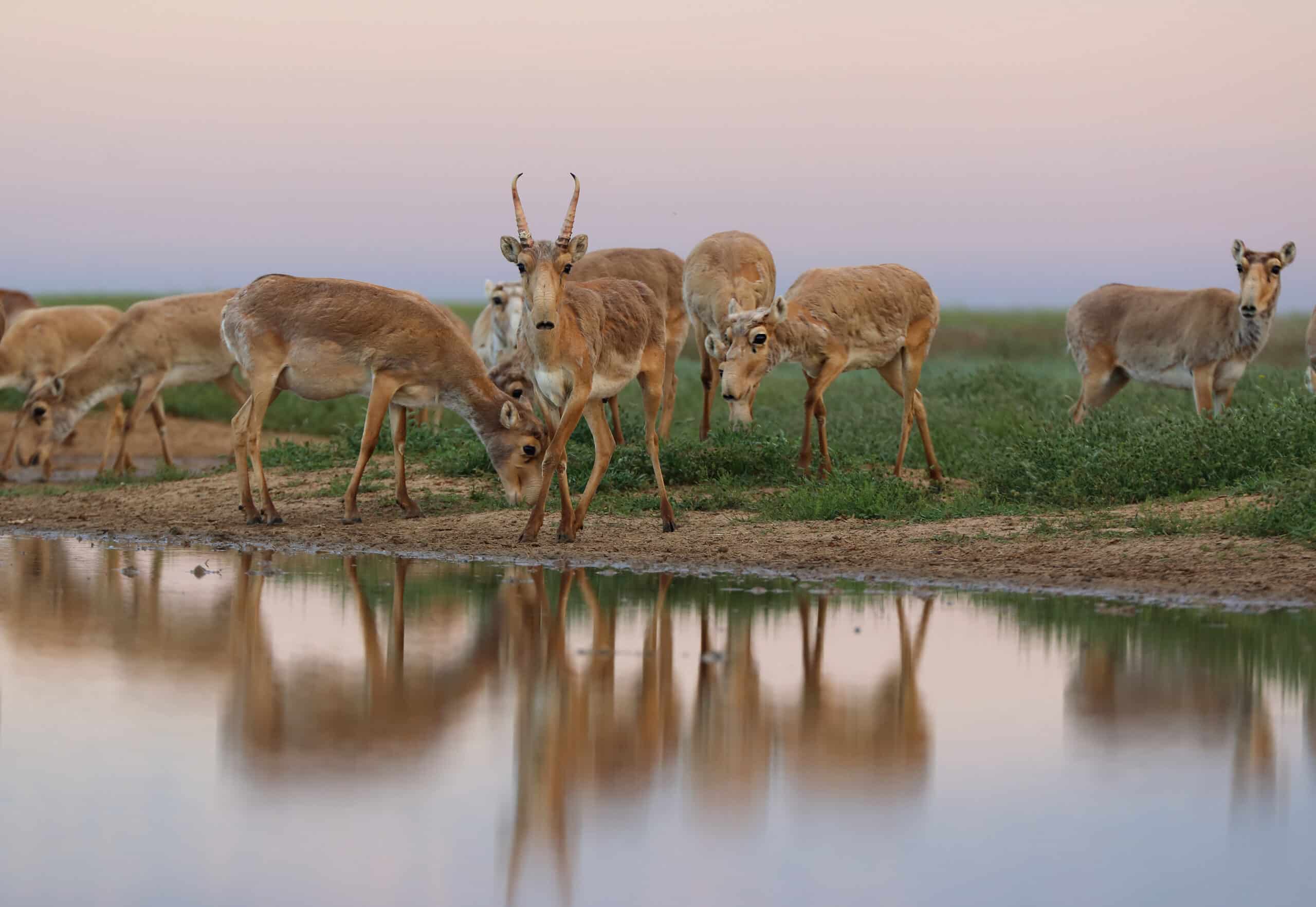 saiga visiting an artesian reservoir at the stepnoi nature sanctuary