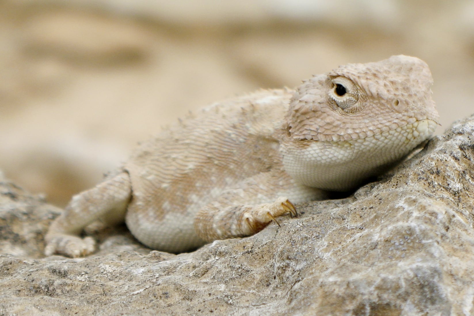 agama sitting on a rock (trapelus pallidus?) (2)