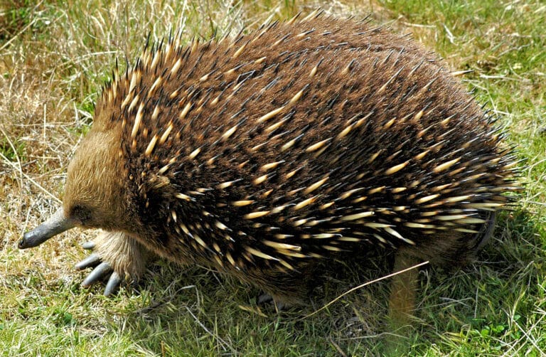 file:short beaked echidna tasmania.jpg file:short beaked echidna tasmania.jpg