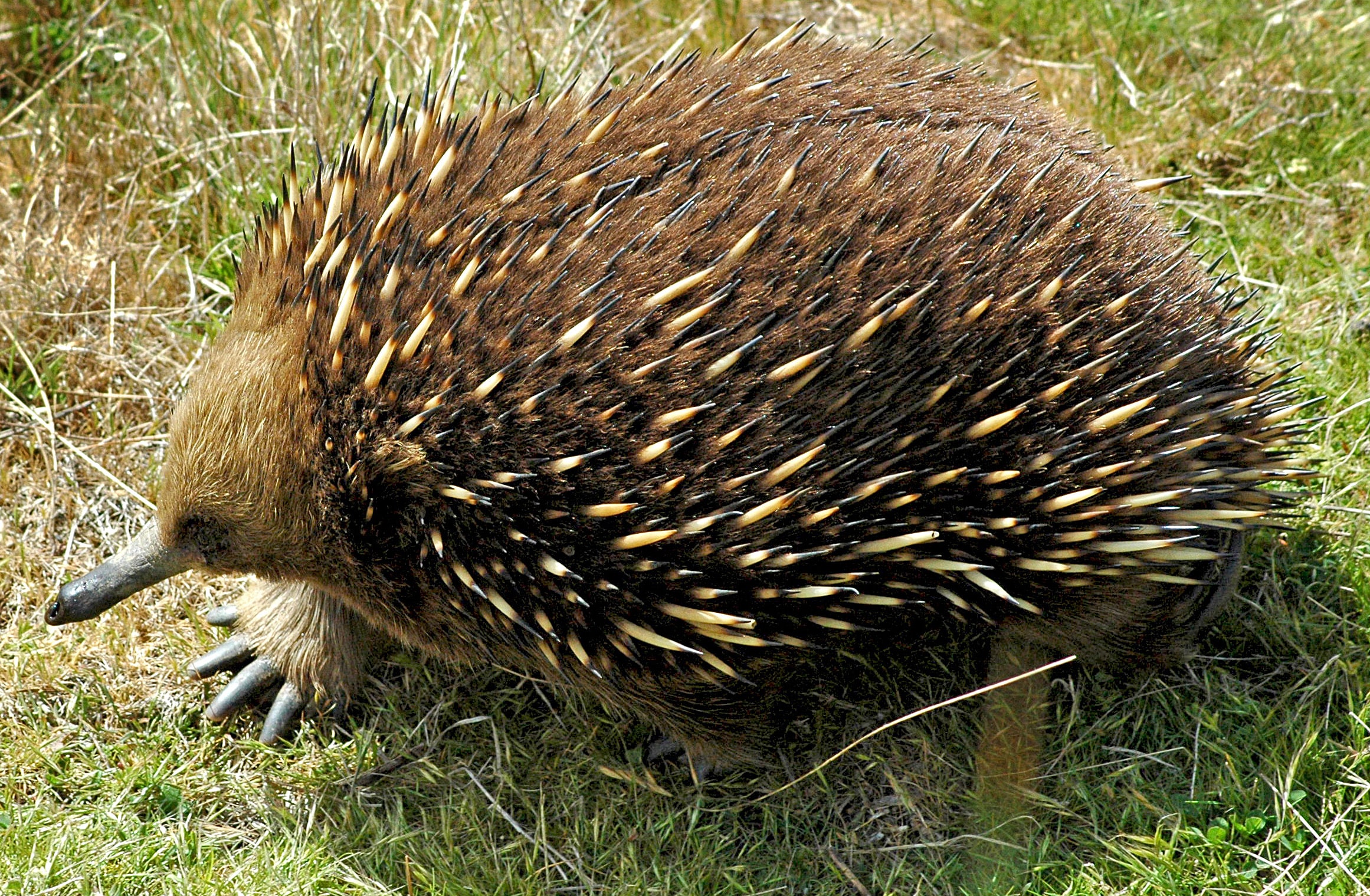 file:short beaked echidna tasmania.jpg file:short beaked echidna tasmania.jpg