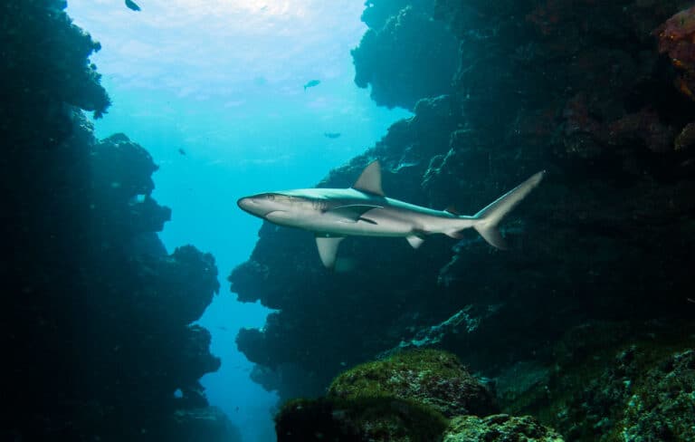 carcharhinus galapagensis shark #marineexplorer