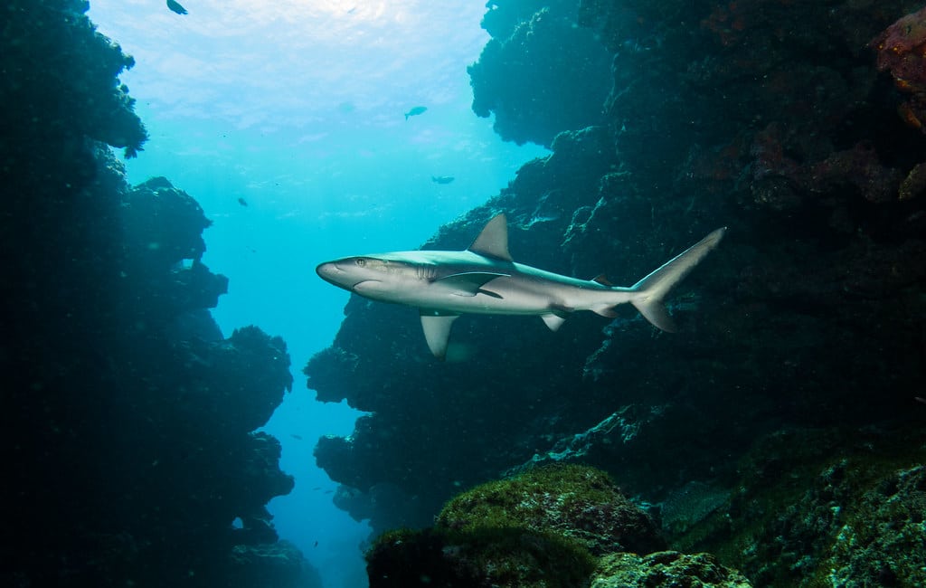 carcharhinus galapagensis shark #marineexplorer
