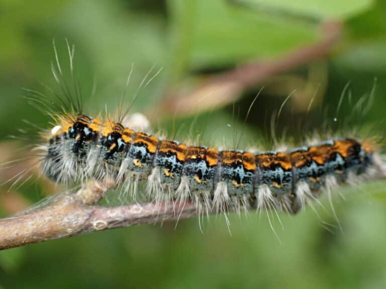 pacific tent caterpillar imported from inaturalist photo 273928130 on 16 march 2024