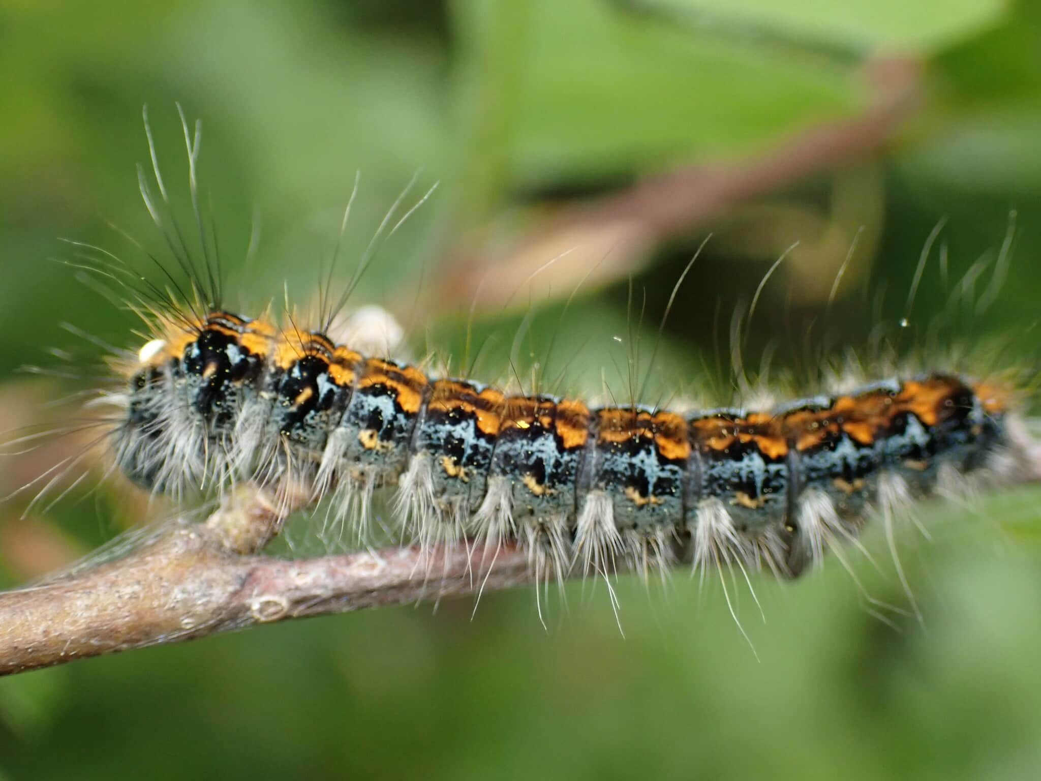 pacific tent caterpillar imported from inaturalist photo 273928130 on 16 march 2024
