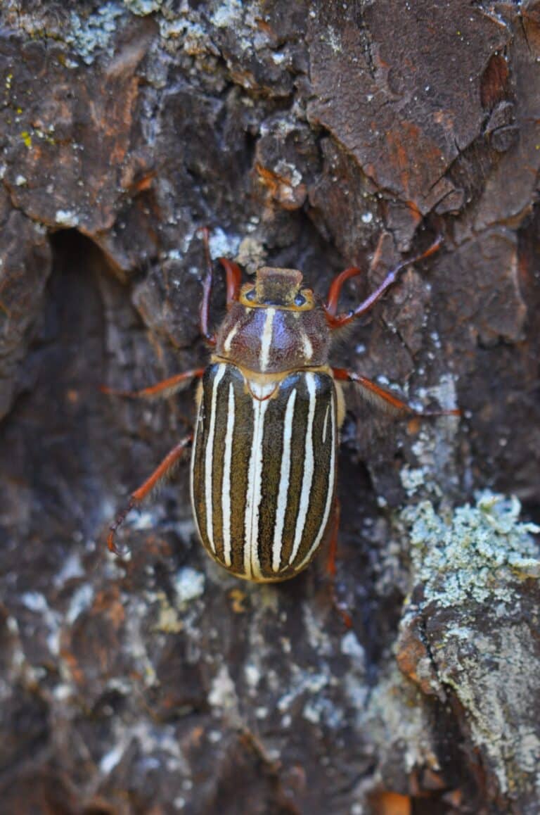 file:ten lined june beetle (polyphylla decemlineata) 2.jpg file:ten lined june beetle (polyphylla decemlineata) 2.jpg