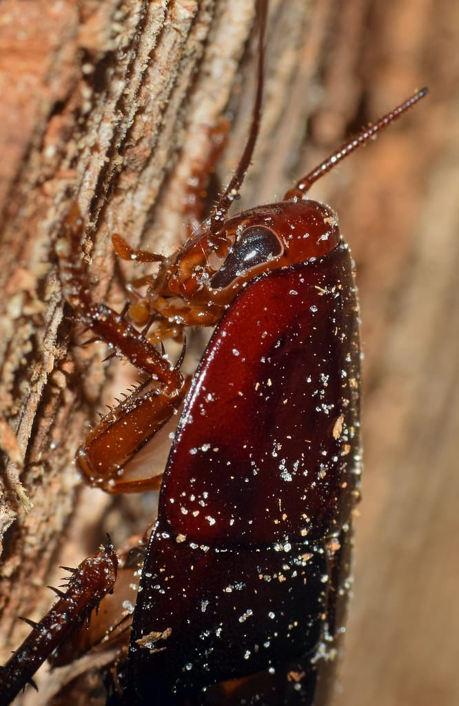 palmetto bug (eurycotis floridana) palmetto bug (eurycotis floridana)