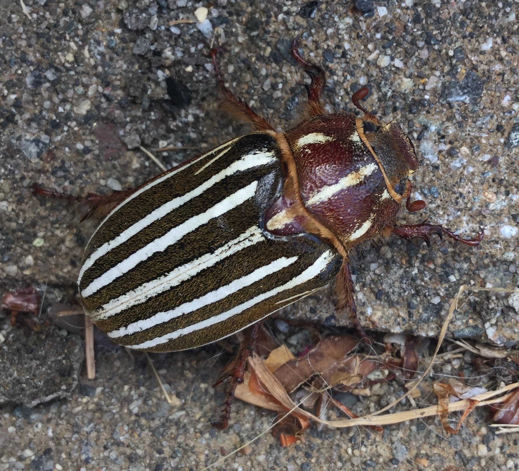polyphylla decemlineata july 26 2017 (2) polyphylla decemlineata july 26 2017 (2)