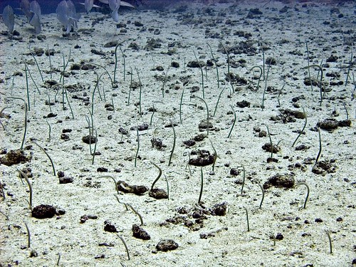 eel (spotted garden eel) heteroconger hassi pb181871