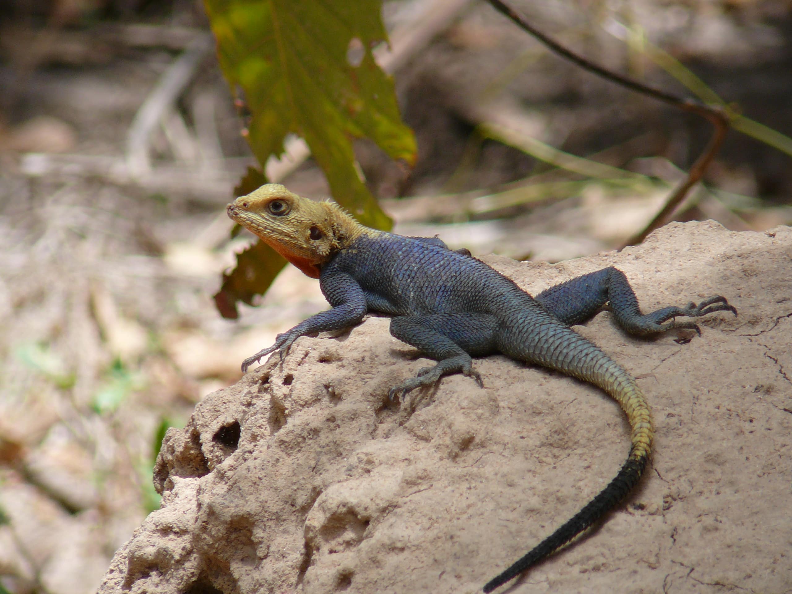 agama agama 0007