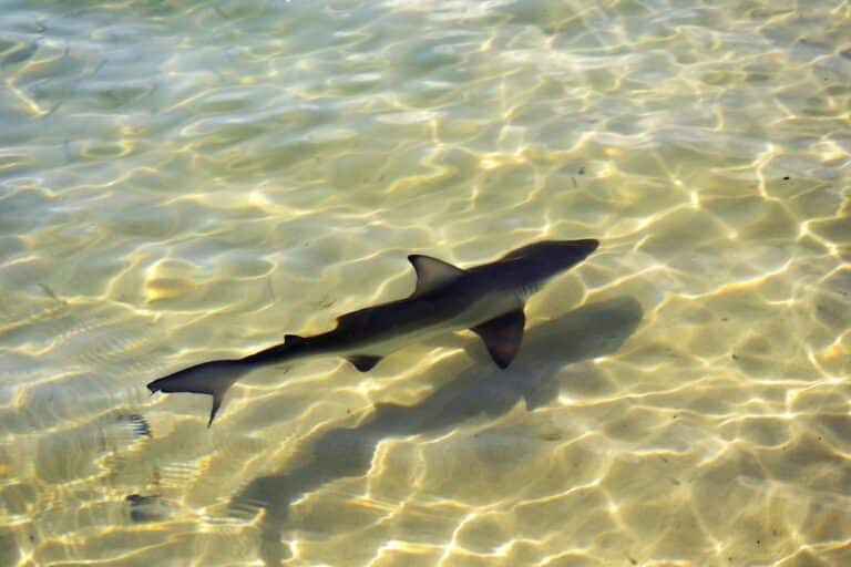 tiburón de galápagos (carcharhinus galapagensis). playa tortuga bay. isla de santa cruz de las galápagos. ecuador