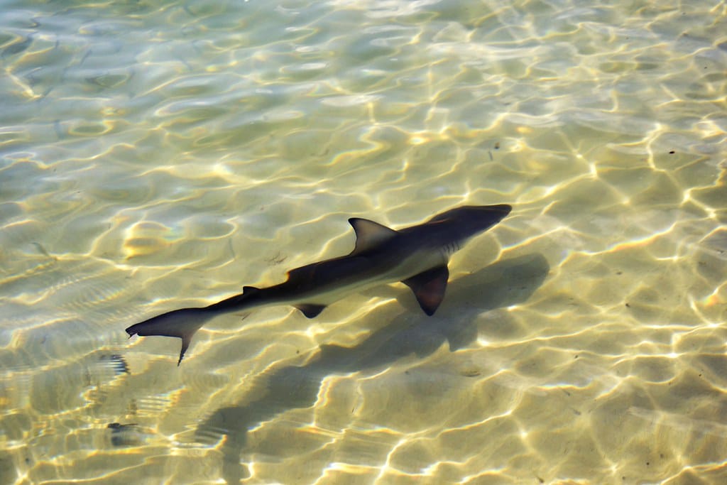 tiburón de galápagos (carcharhinus galapagensis). playa tortuga bay. isla de santa cruz de las galápagos. ecuador