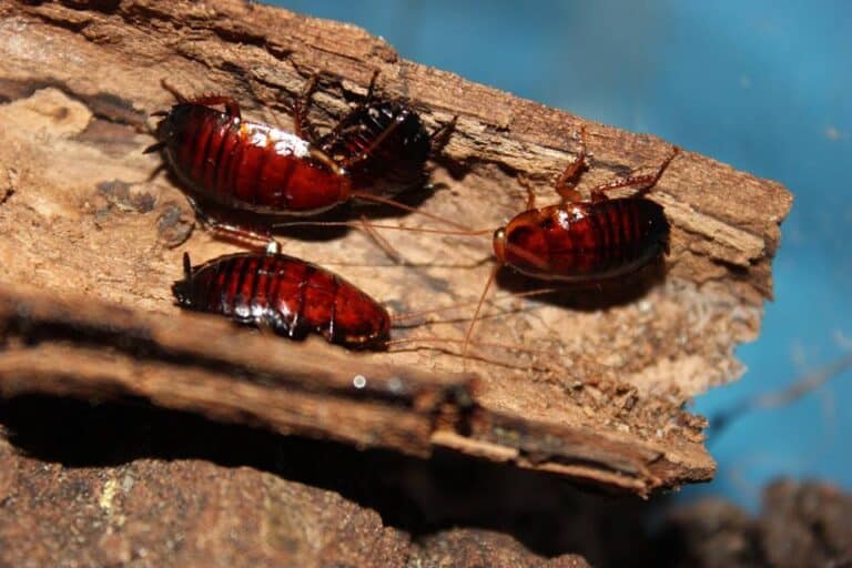 eurycotis floridana nymphs eurycotis floridana nymphs