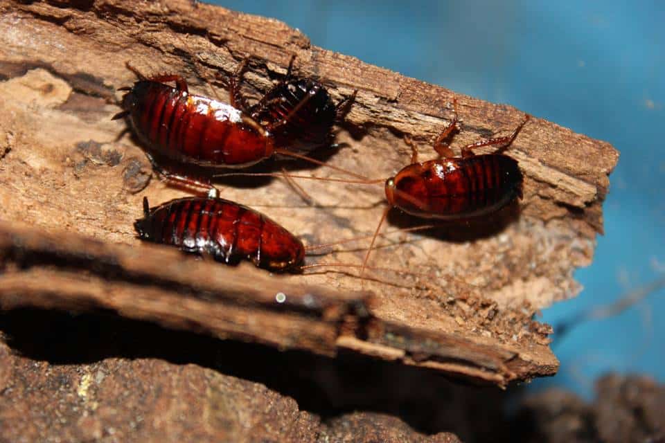 eurycotis floridana nymphs eurycotis floridana nymphs