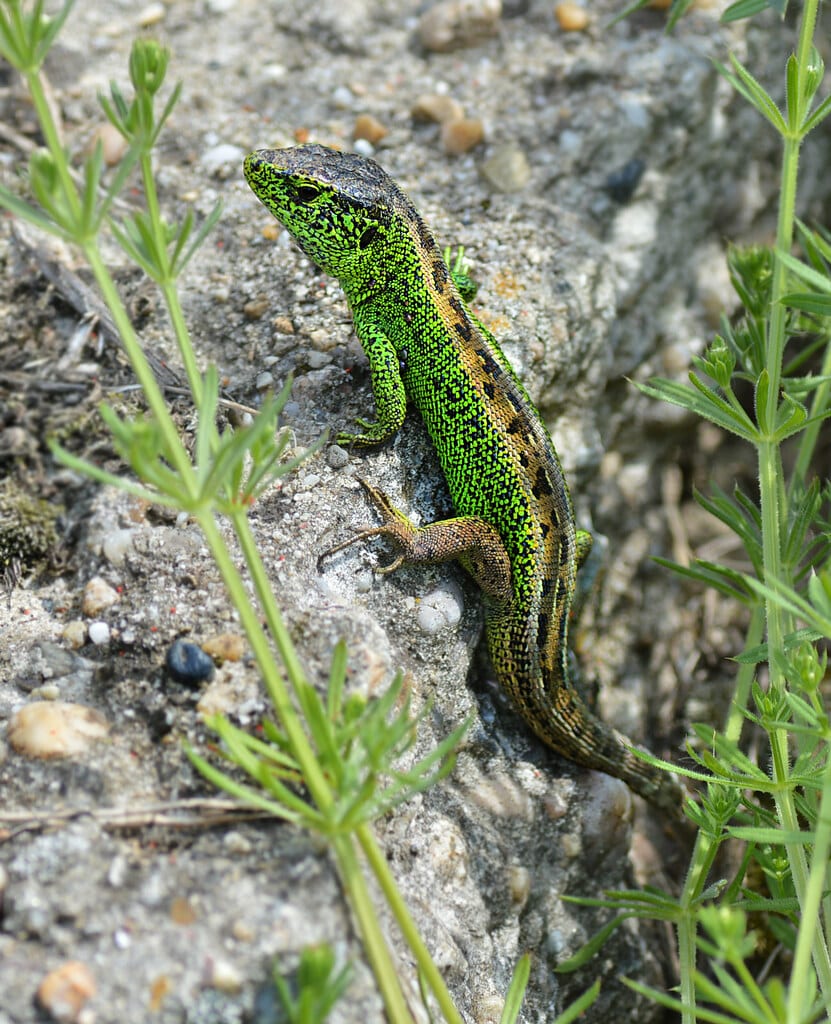 lacerta agilis argus