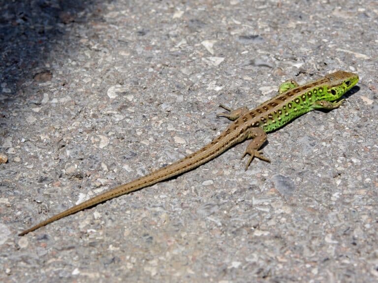 20110612 lacerta agilis 0759