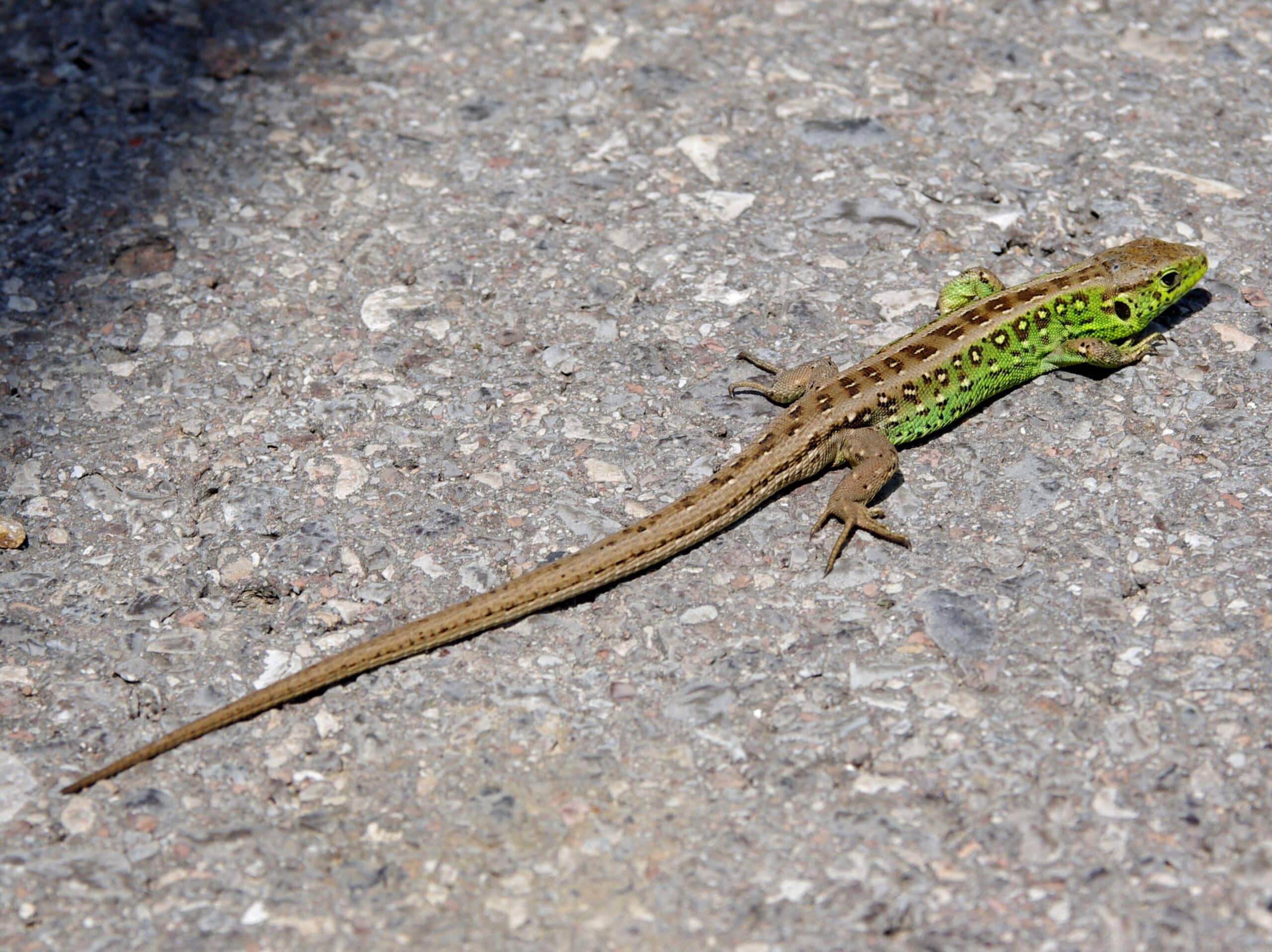 20110612 lacerta agilis 0759