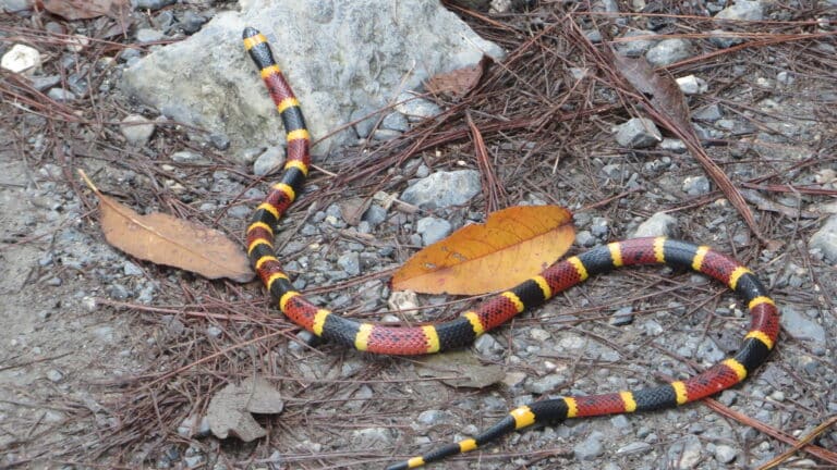 micrurus tener 450435357 micrurus tener 450435357 Texas Coral Snake