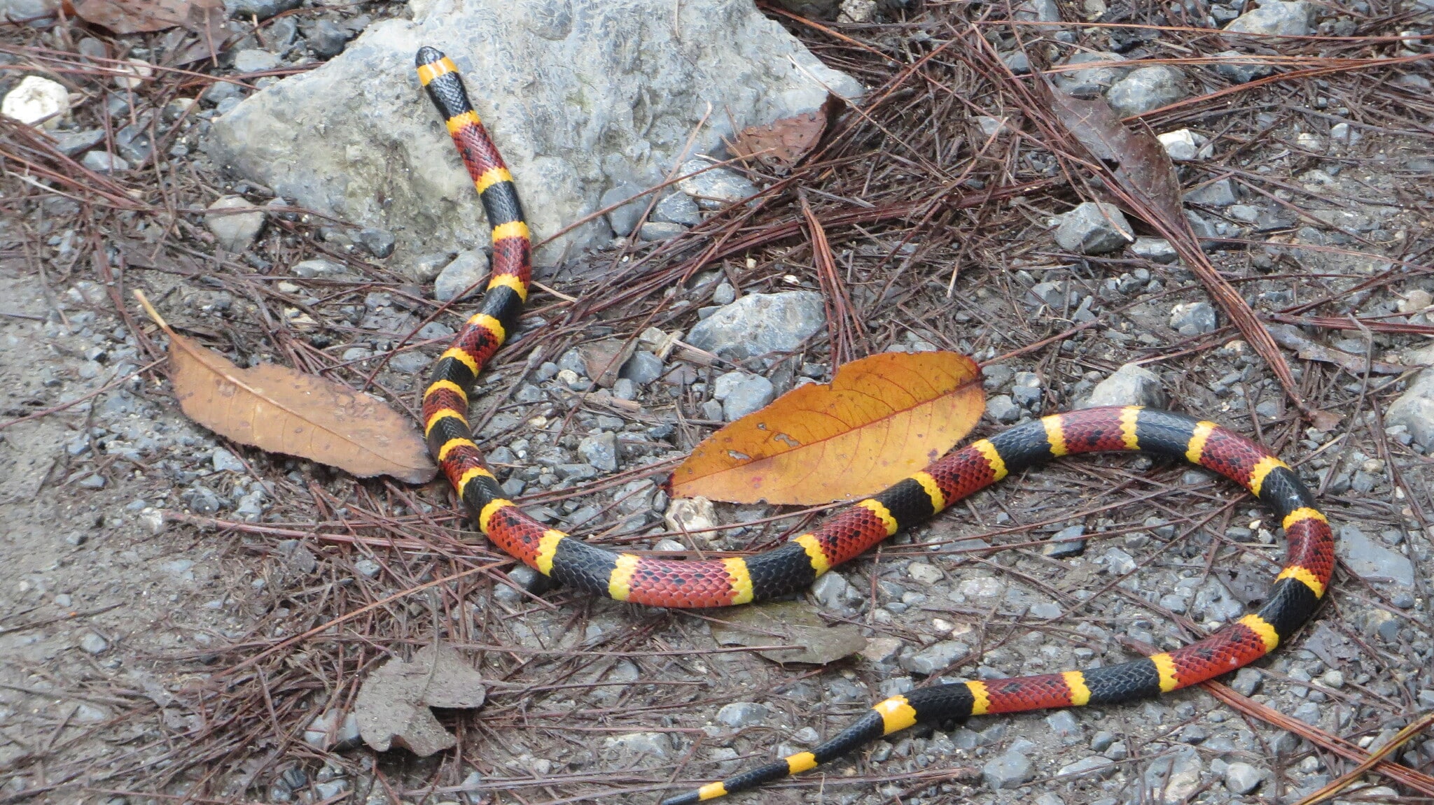 micrurus tener 450435357 micrurus tener 450435357 Texas Coral Snake