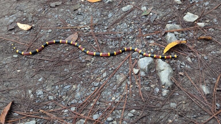 micrurus tener 450436859 micrurus tener 450436859