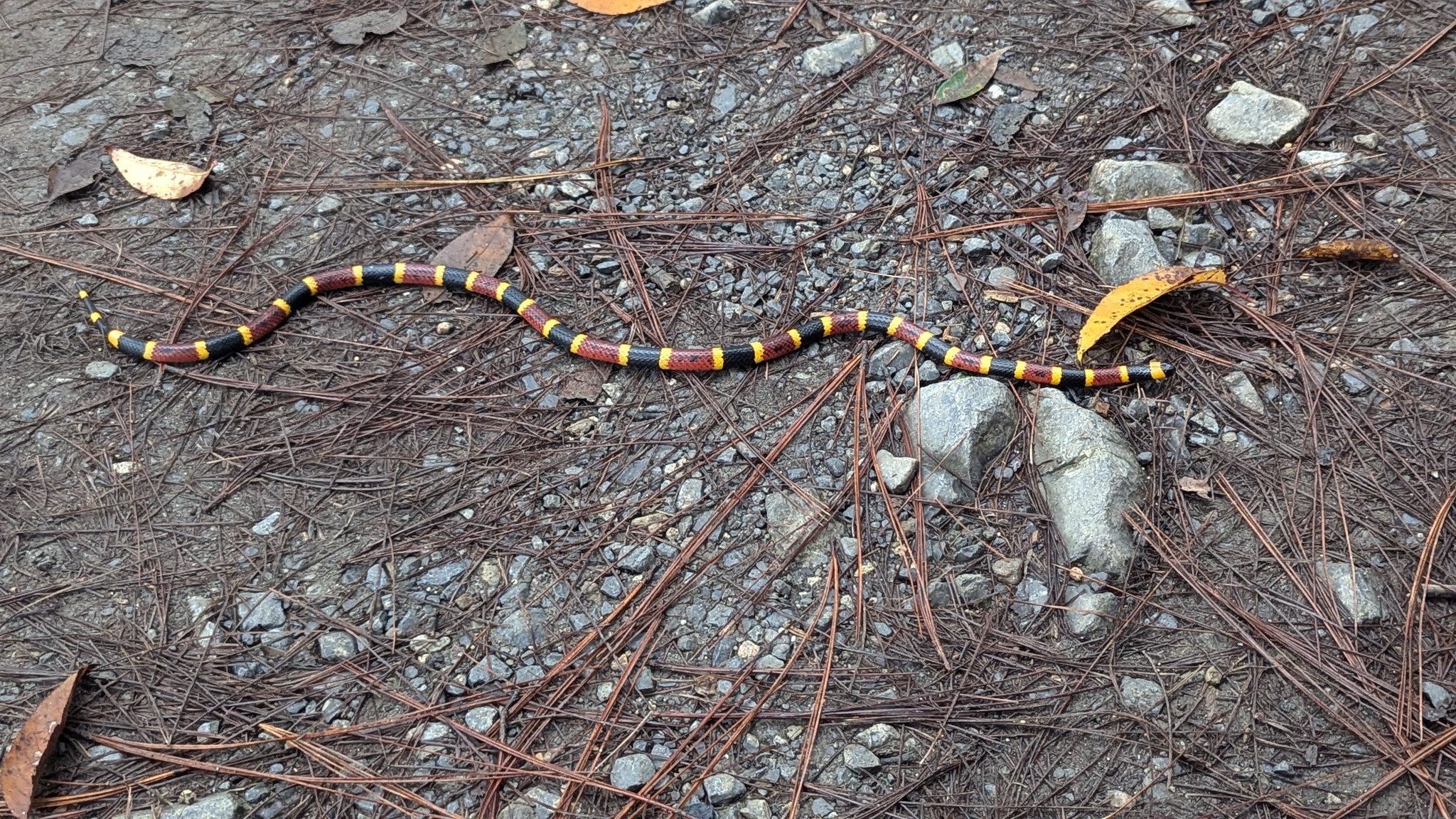 micrurus tener 450436859 micrurus tener 450436859