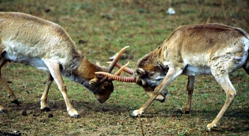 saiga fight 3
