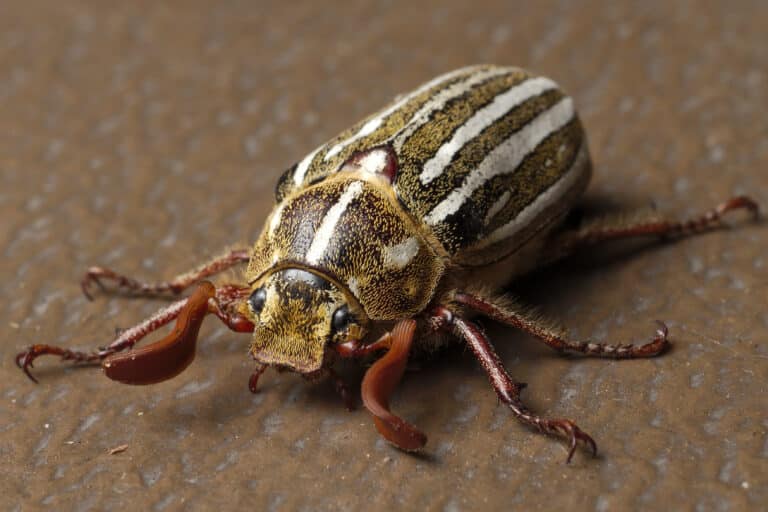 file:polyphylla decemlineata aka ten lined june beetle 2015 05 21.jpg file:polyphylla decemlineata aka ten lined june beetle 2015 05 21.jpg