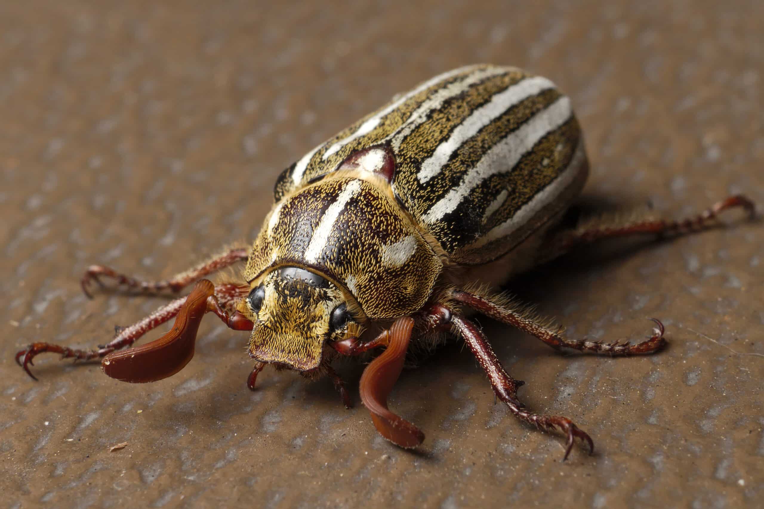 file:polyphylla decemlineata aka ten lined june beetle 2015 05 21.jpg file:polyphylla decemlineata aka ten lined june beetle 2015 05 21.jpg
