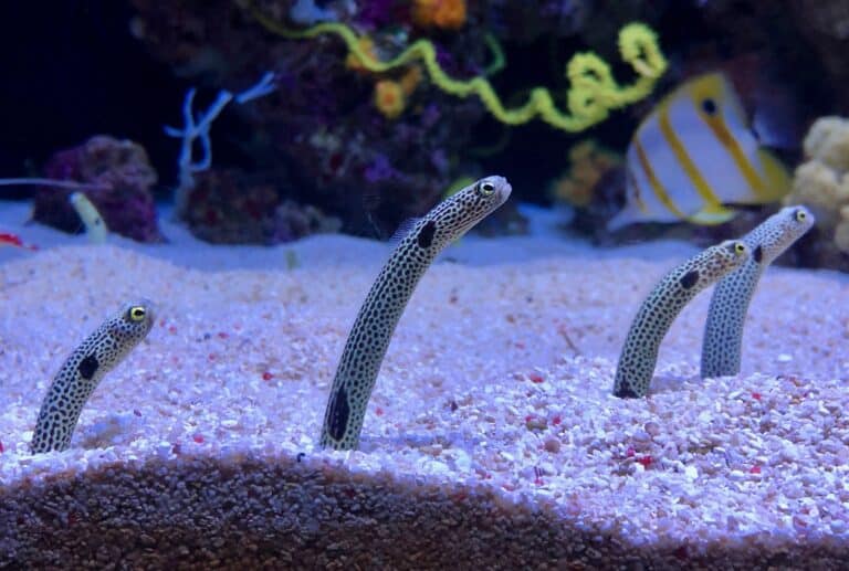 spotted garden eel, heteroconger hassi, lisbon oceanarium Garden Eel