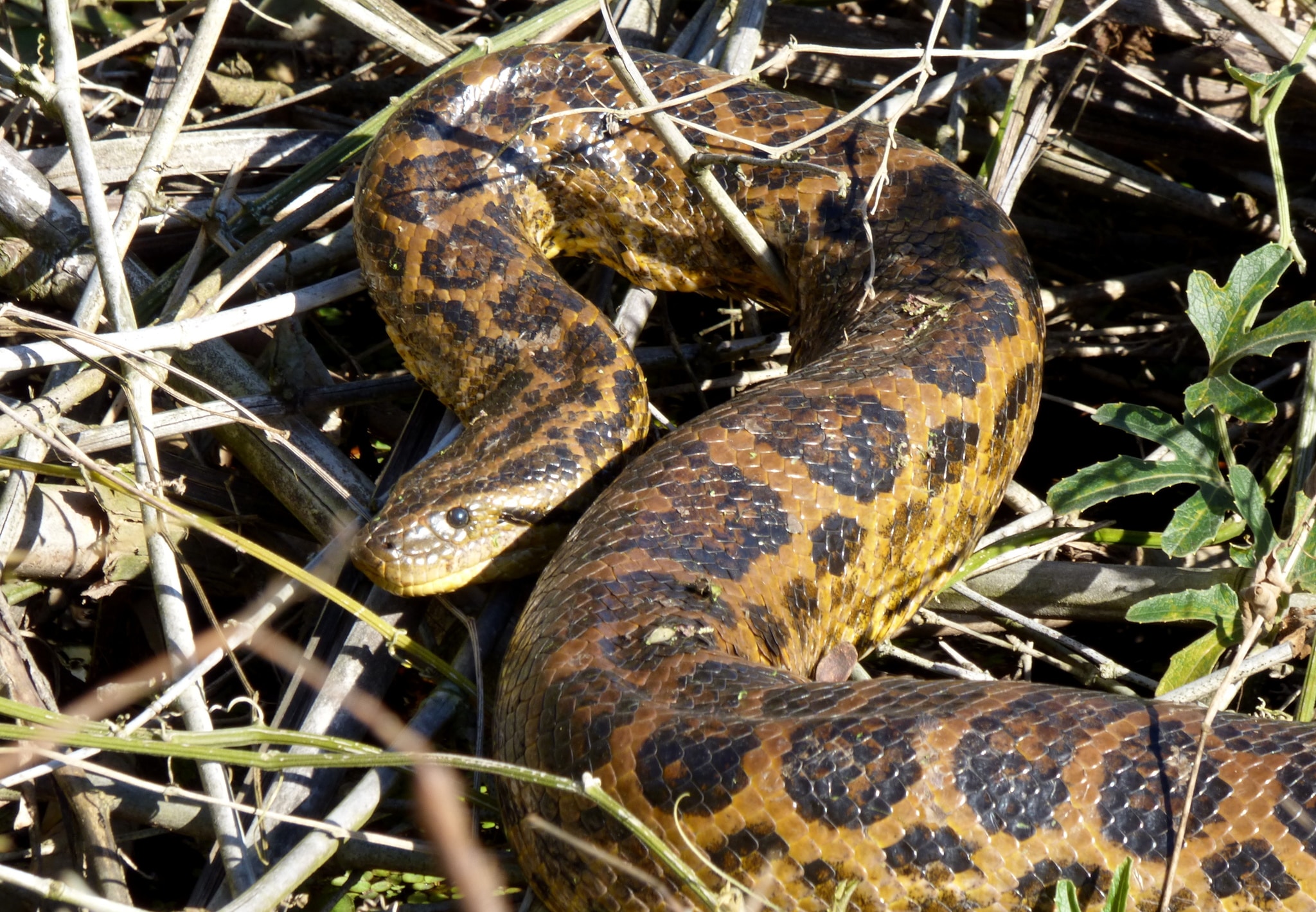 eunectes notaeus 145951179 eunectes notaeus 145951179