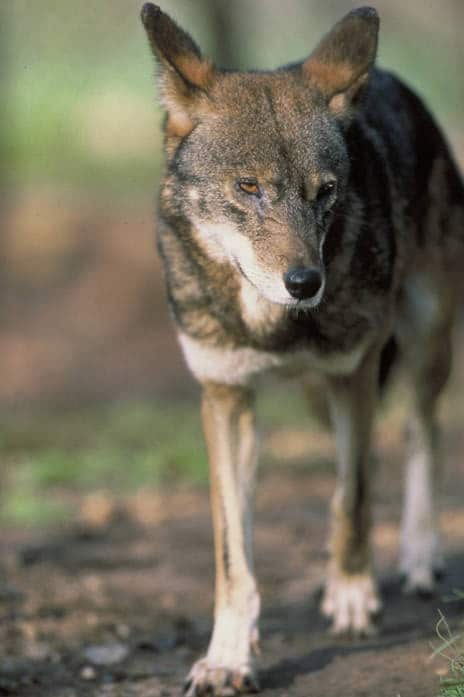 endangered red wolf (canis rufus) (5038885287)