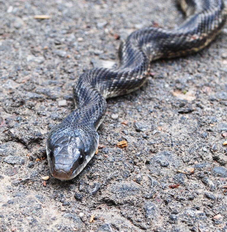 texas rat snake (elaphe obsoleta lindheimeri), spring creek greenway, humble, texas 1305011008 texas rat snake (elaphe obsoleta lindheimeri), spring creek greenway, humble, texas 1305011008