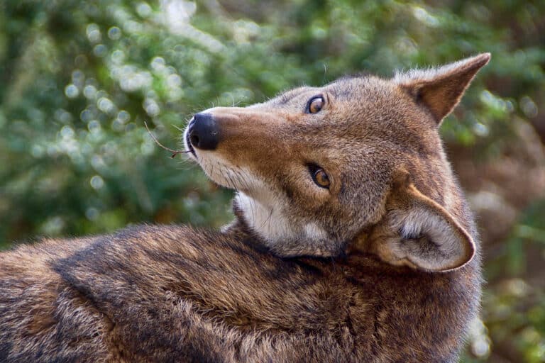 red wolf (canis rufus)