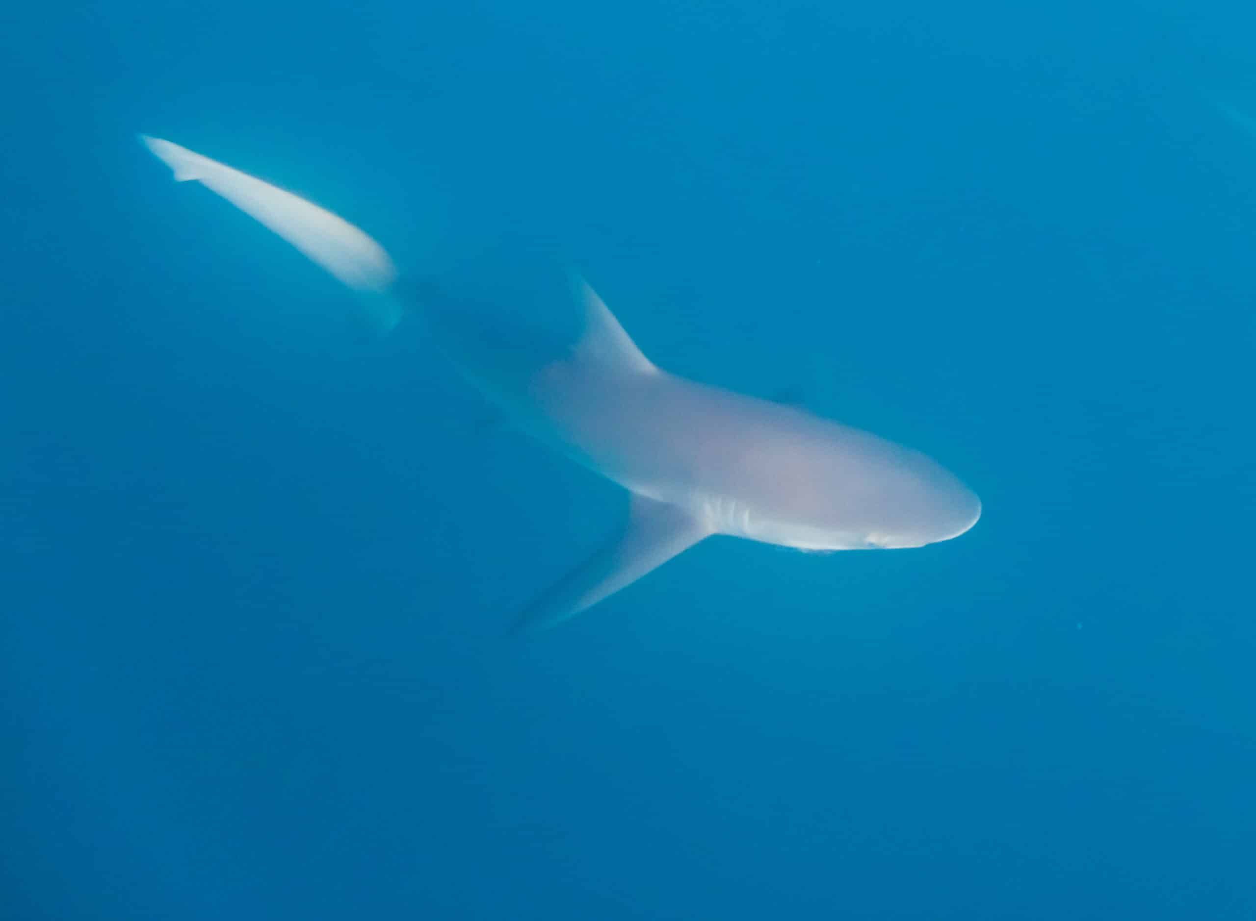 tiburón de galápagos (carcharhinus galapagensis), isla de san cristóbal, islas galápagos, ecuador, 2015 07 25, dd 13