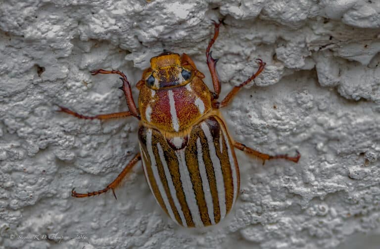 10 lined june beetle 10 lined june beetle