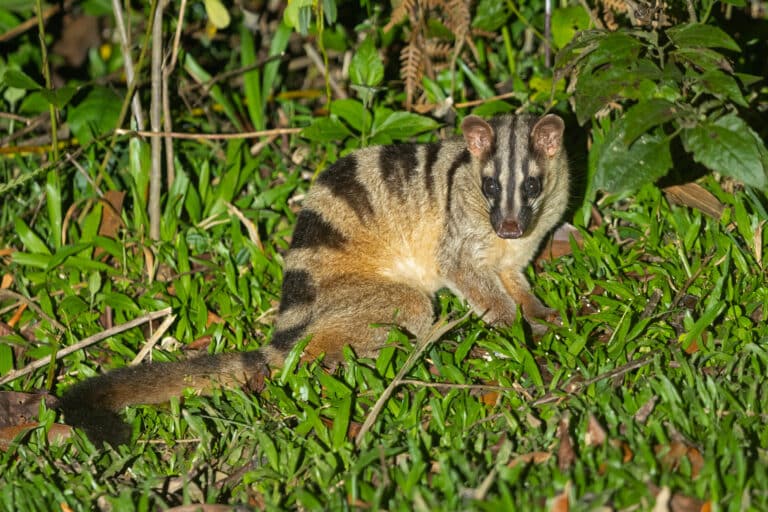 0a2a0917 banded palm civet 0a2a0917 banded palm civet