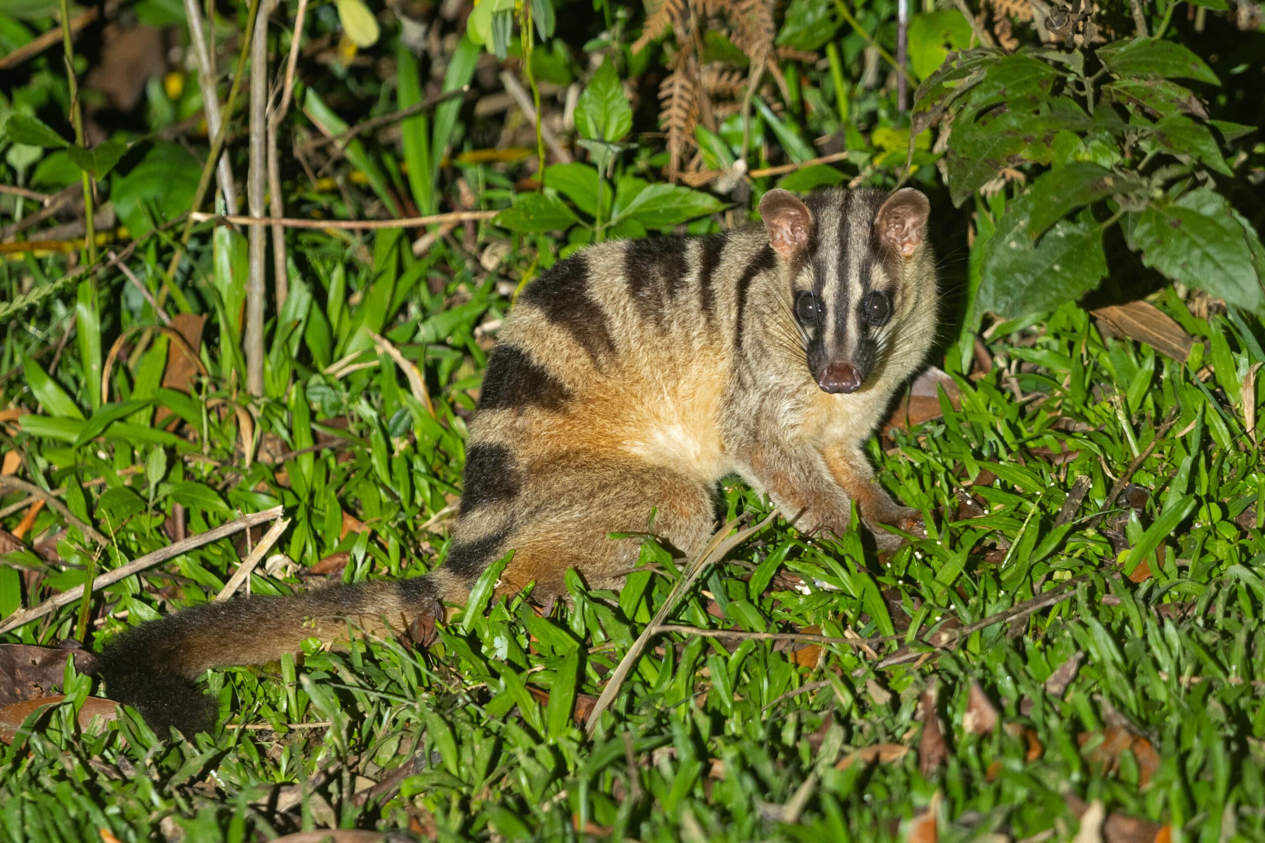 0a2a0917 banded palm civet 0a2a0917 banded palm civet