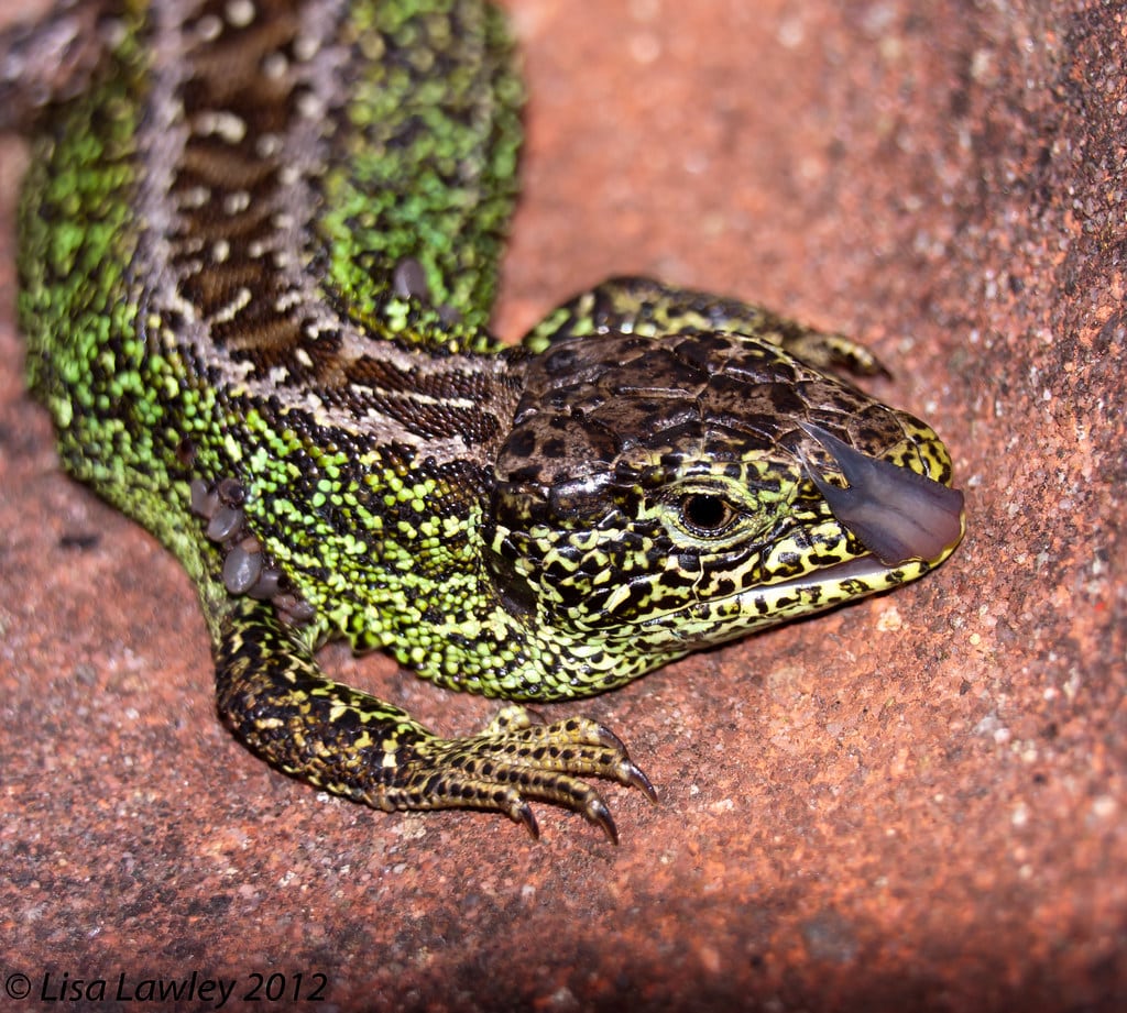 male sand lizard~lacerta agilis