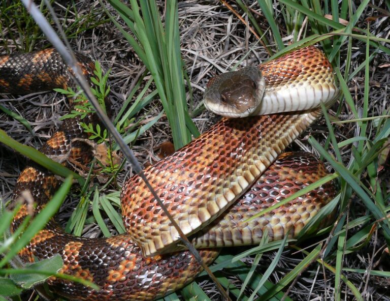 texas rat snake (pantherophis obsoletus) texas rat snake (pantherophis obsoletus)