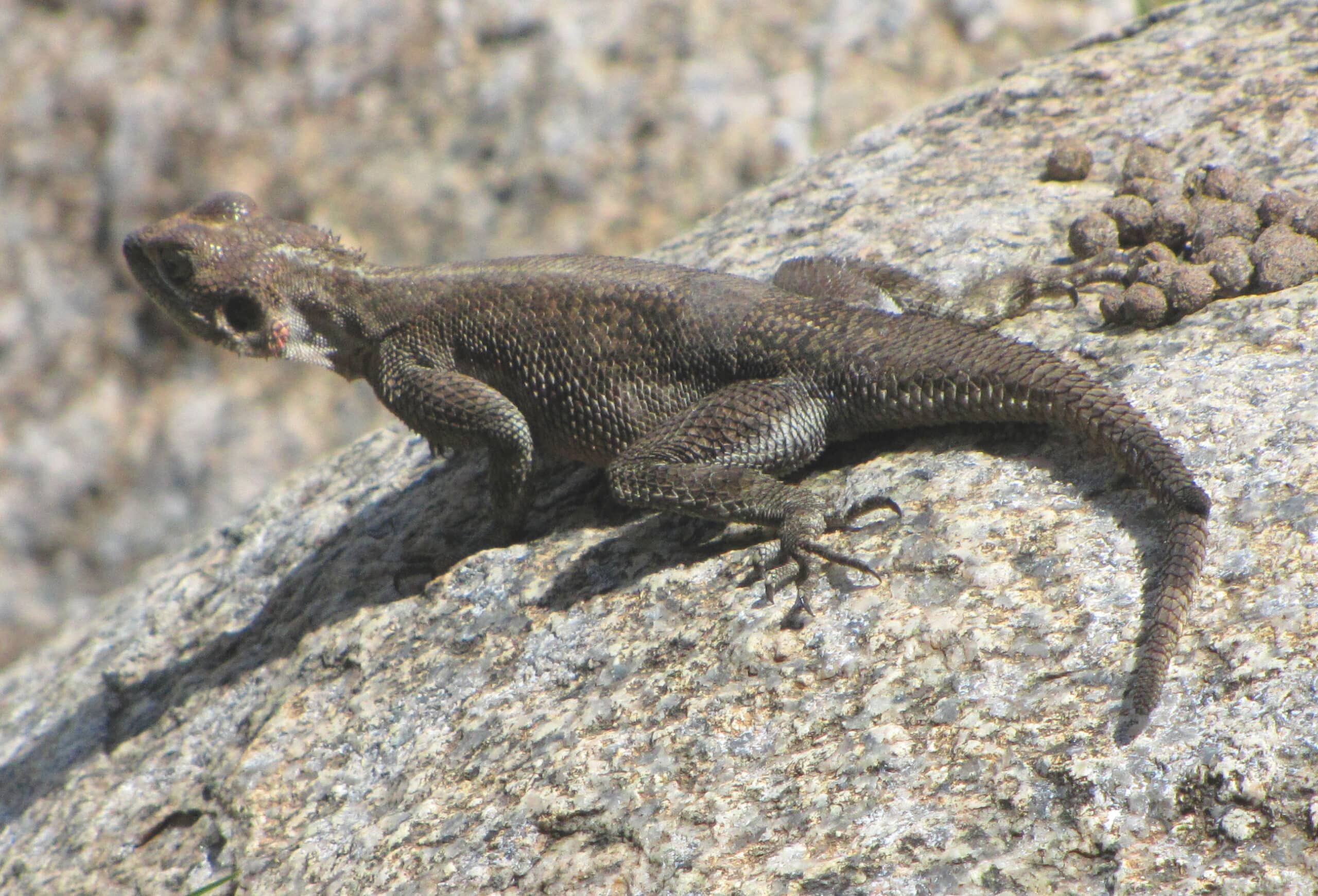 mwanza flat headed rock agama, female, serengeti
