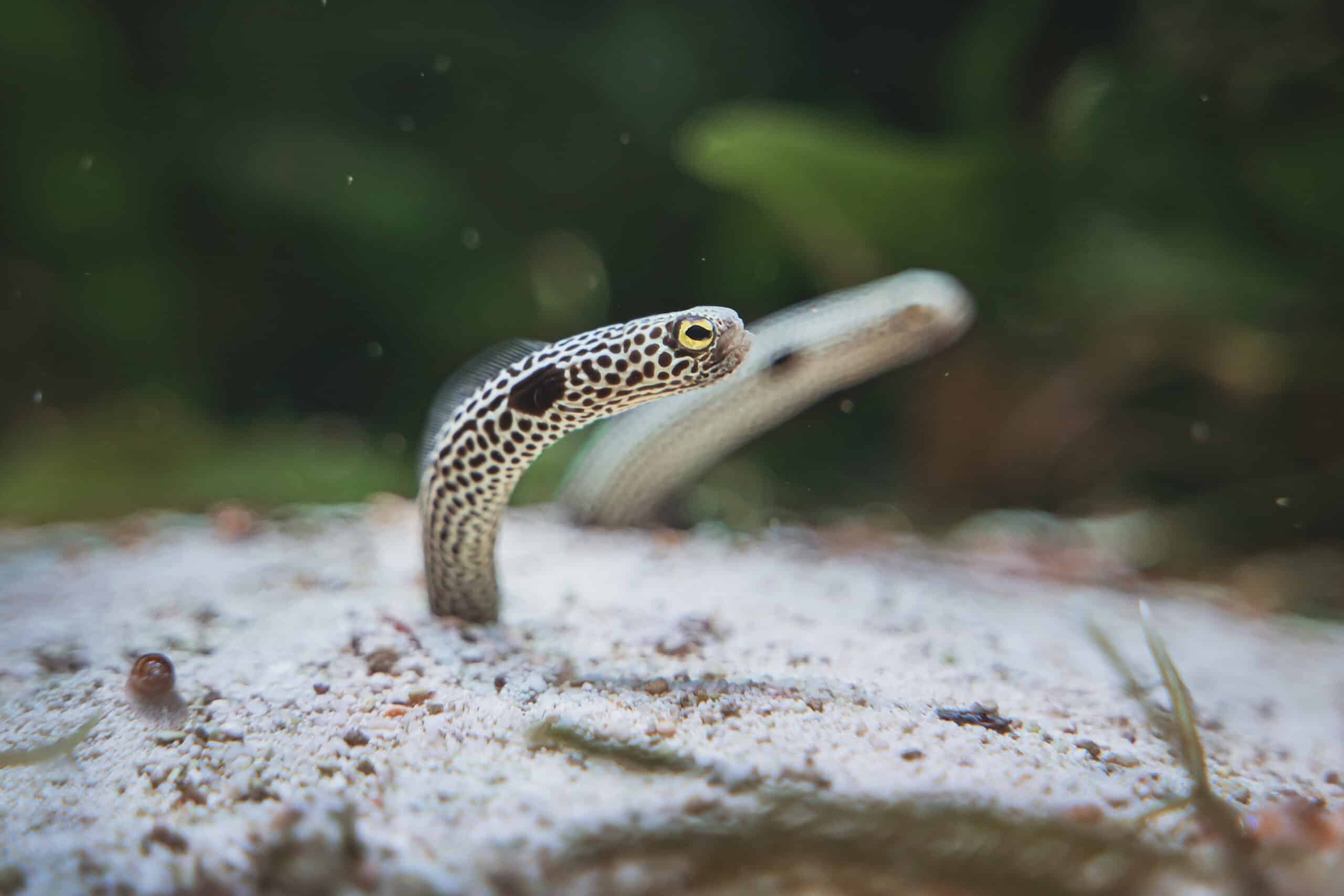 heteroconger hassi, zoo wrocław