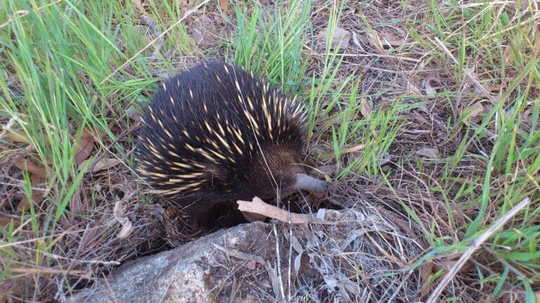 short beaked echidna in south east nsw. short beaked echidna in south east nsw.
