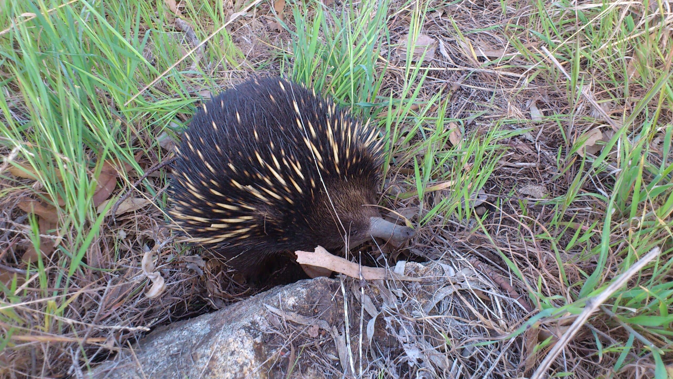 short beaked echidna in south east nsw. short beaked echidna in south east nsw.