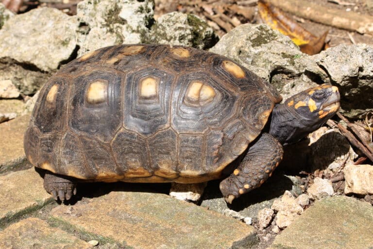 geochelone carbonaria in barbados wildlife reserve 13 Red-Footed Tortoise