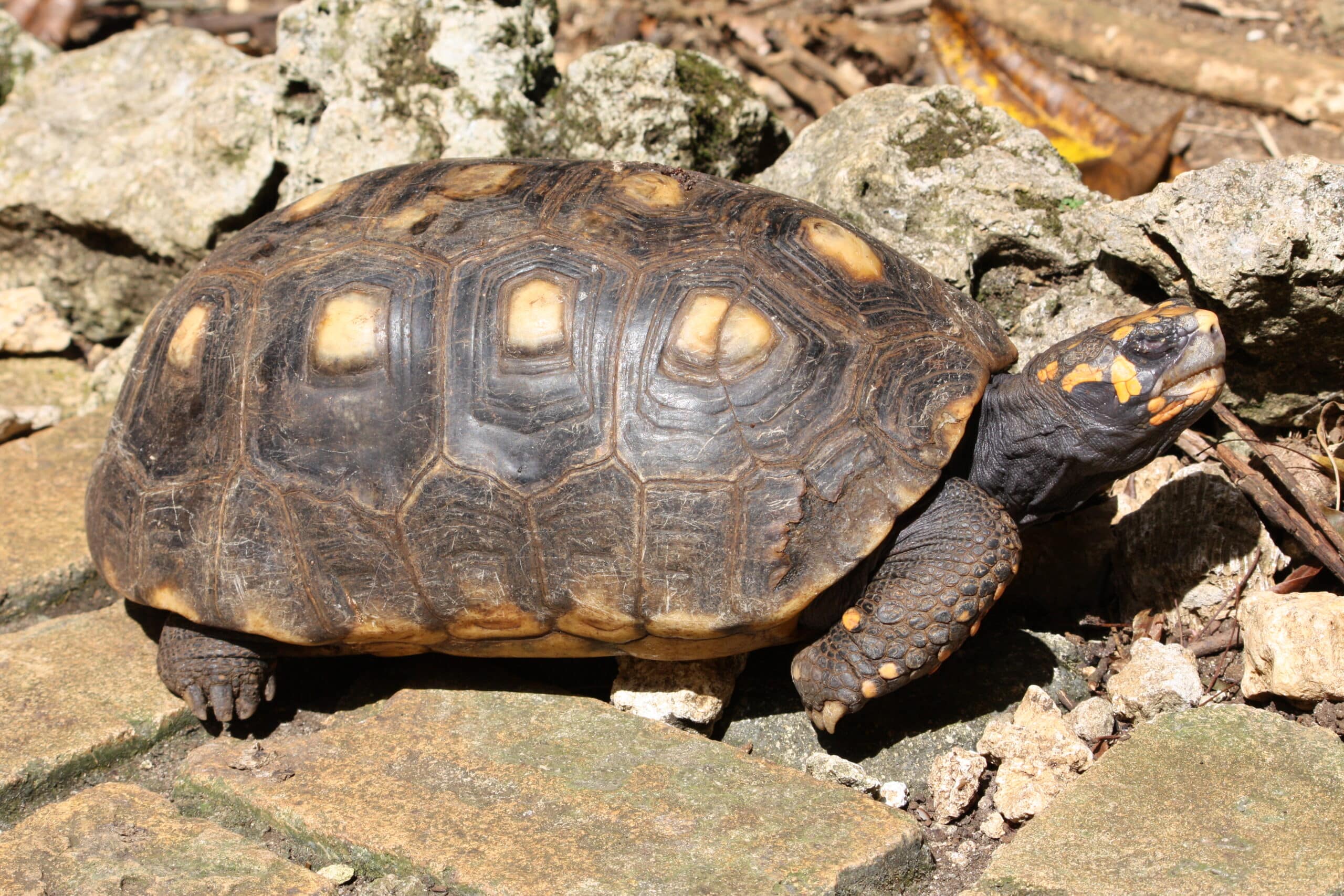 geochelone carbonaria in barbados wildlife reserve 13  Red-Footed Tortoise