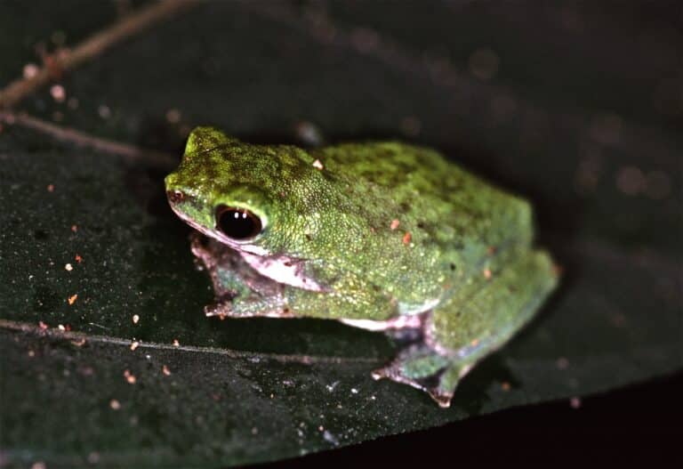 file:african tree toad (nectophryne afra) (7687065334).jpg